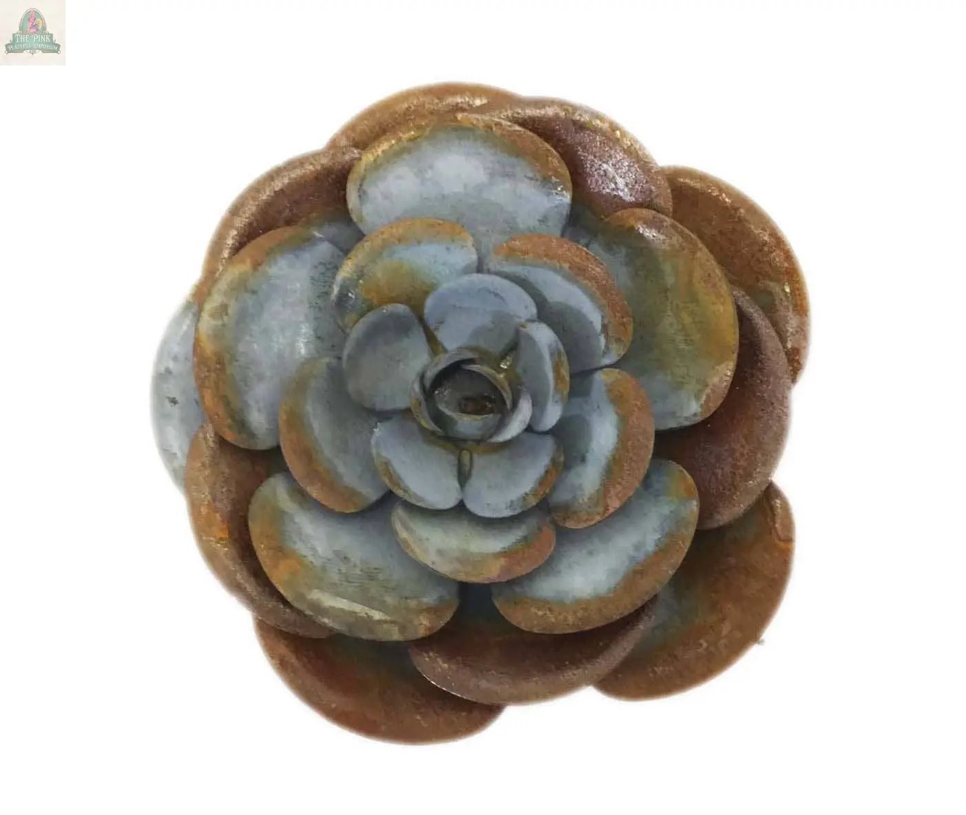 A succulent plant with thick, rounded blue-gray leaves edged in brown forms a rosette against a white background—ideal for home decor or pairing with the Handmade Rusty Zinc Garden Rose.