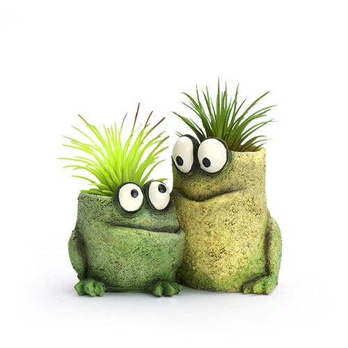 Two frog-shaped planters with air plants on a white background