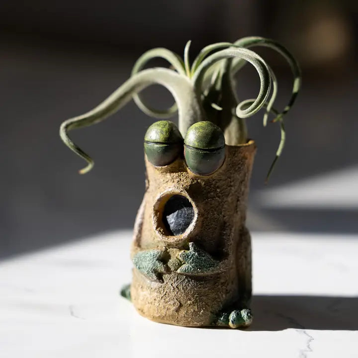 Ceramic planter shaped like a frog with an air plant on top