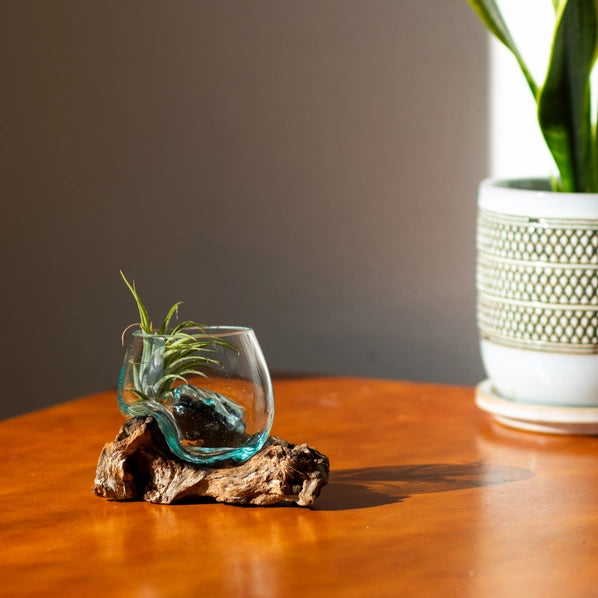 3" Open Mouth Molten Glass Terrarium