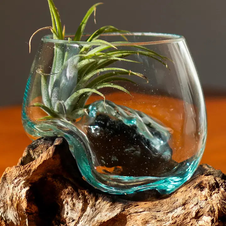 3" Open Mouth Molten Glass Terrarium
