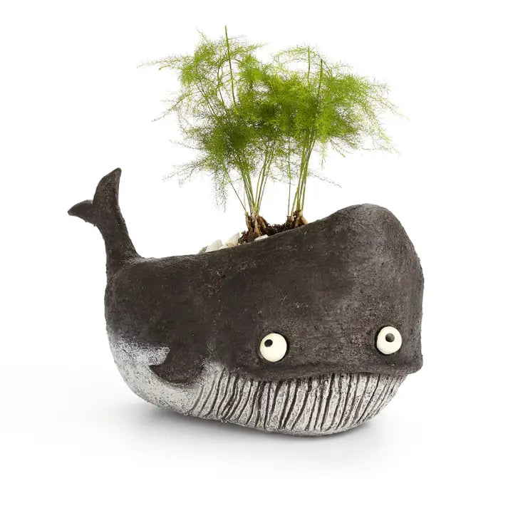 Whale-shaped planter with a green plant on a white background