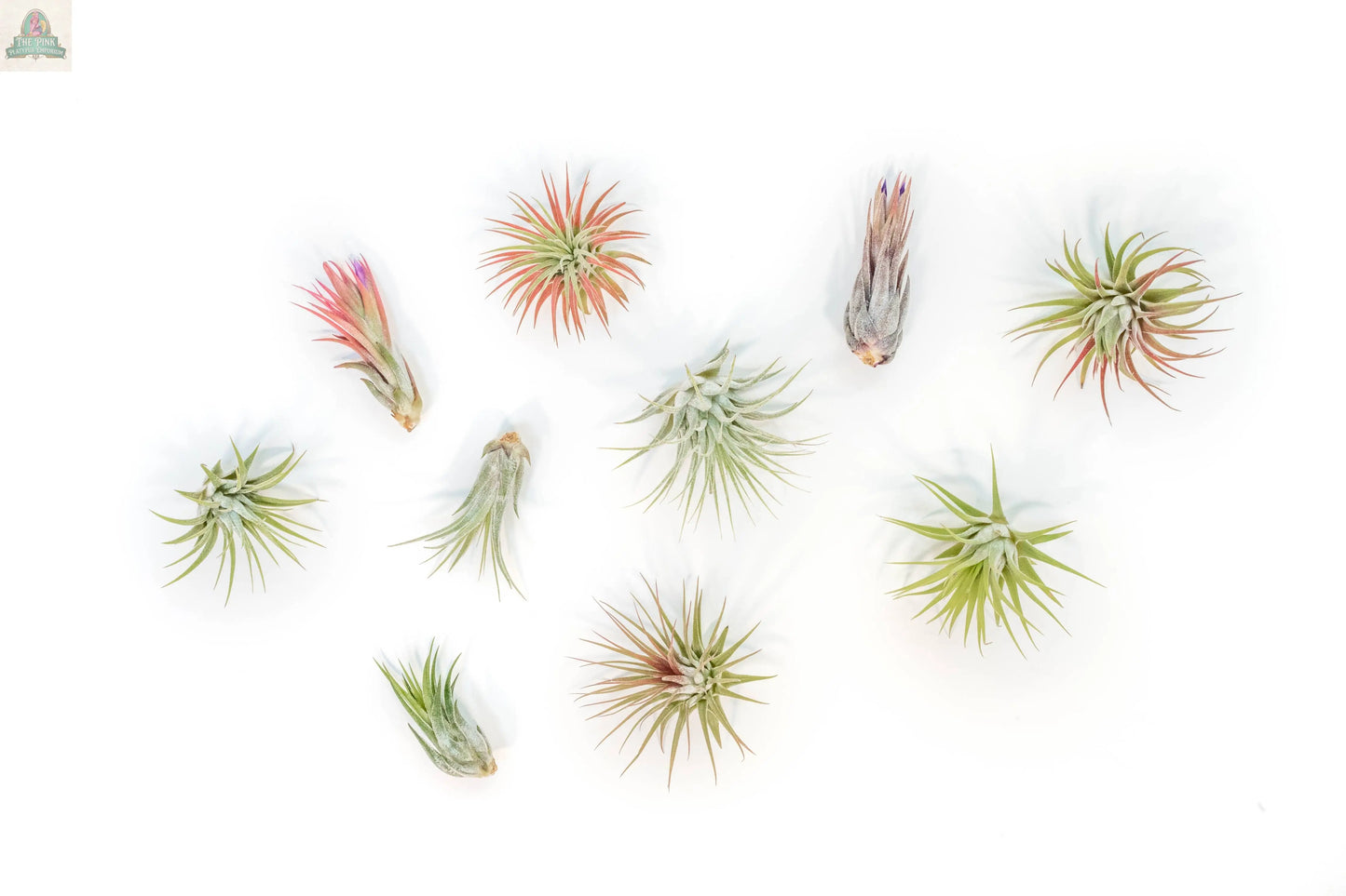 Assorted Tillandsia Ionantha Air Plants