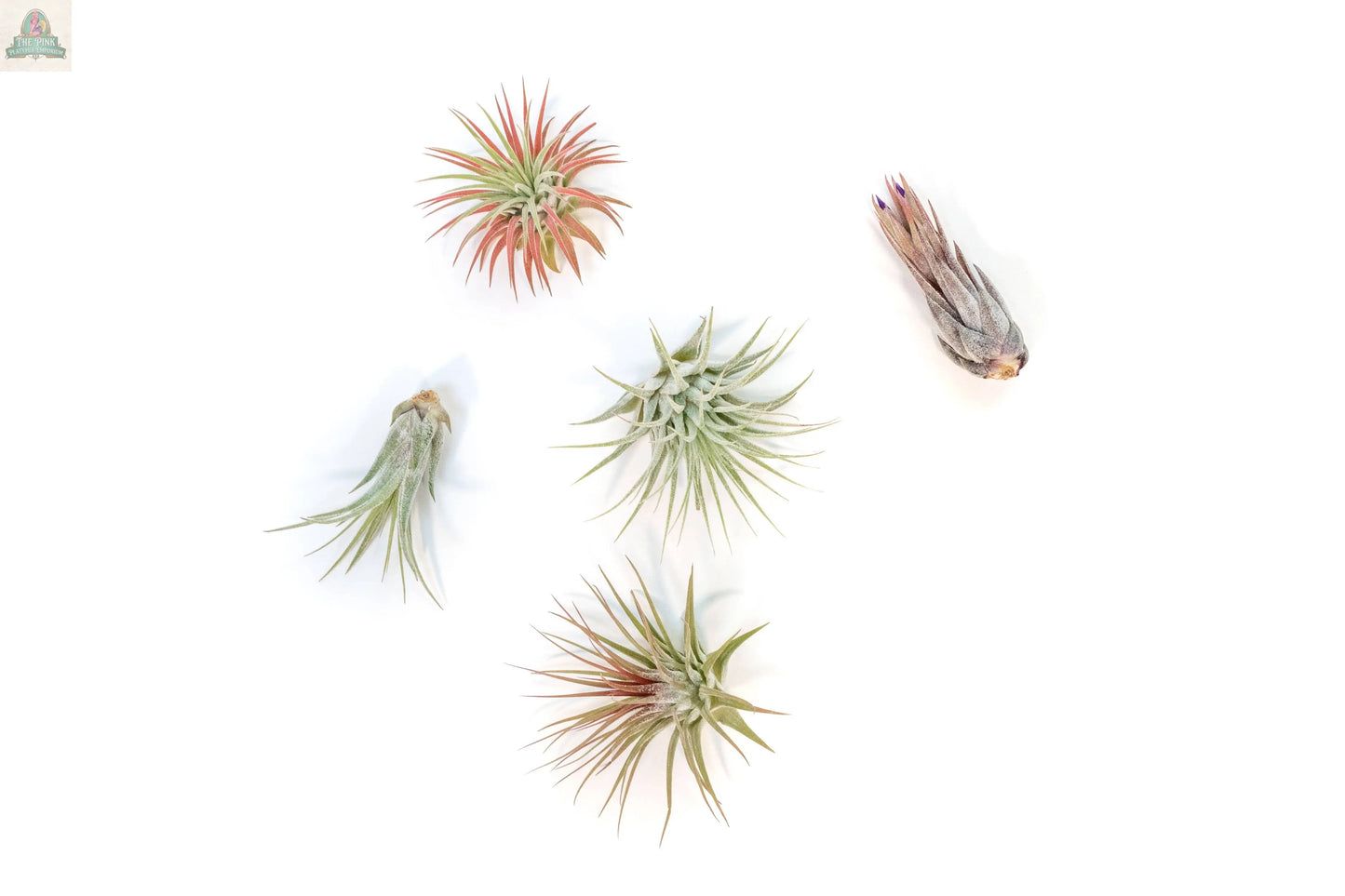 Assorted Tillandsia Ionantha Air Plants