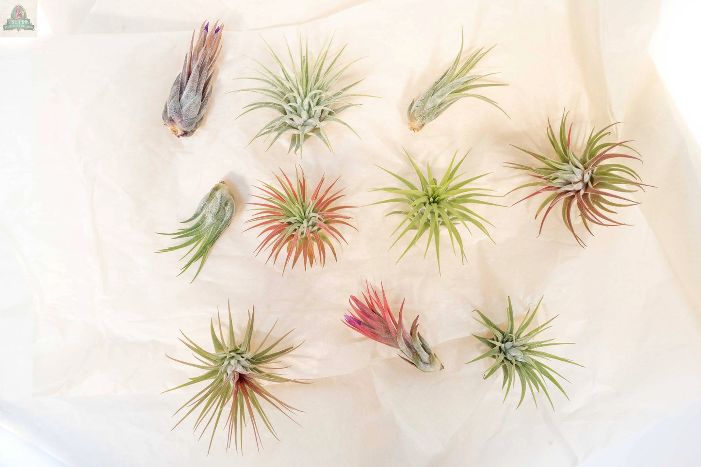 Assorted Tillandsia Ionantha Air Plants