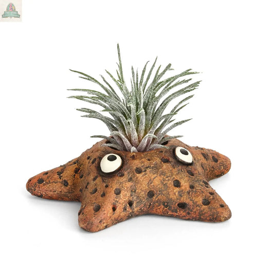 Asters Star Fish Blobhouse Planter Pink Platypus Emporium