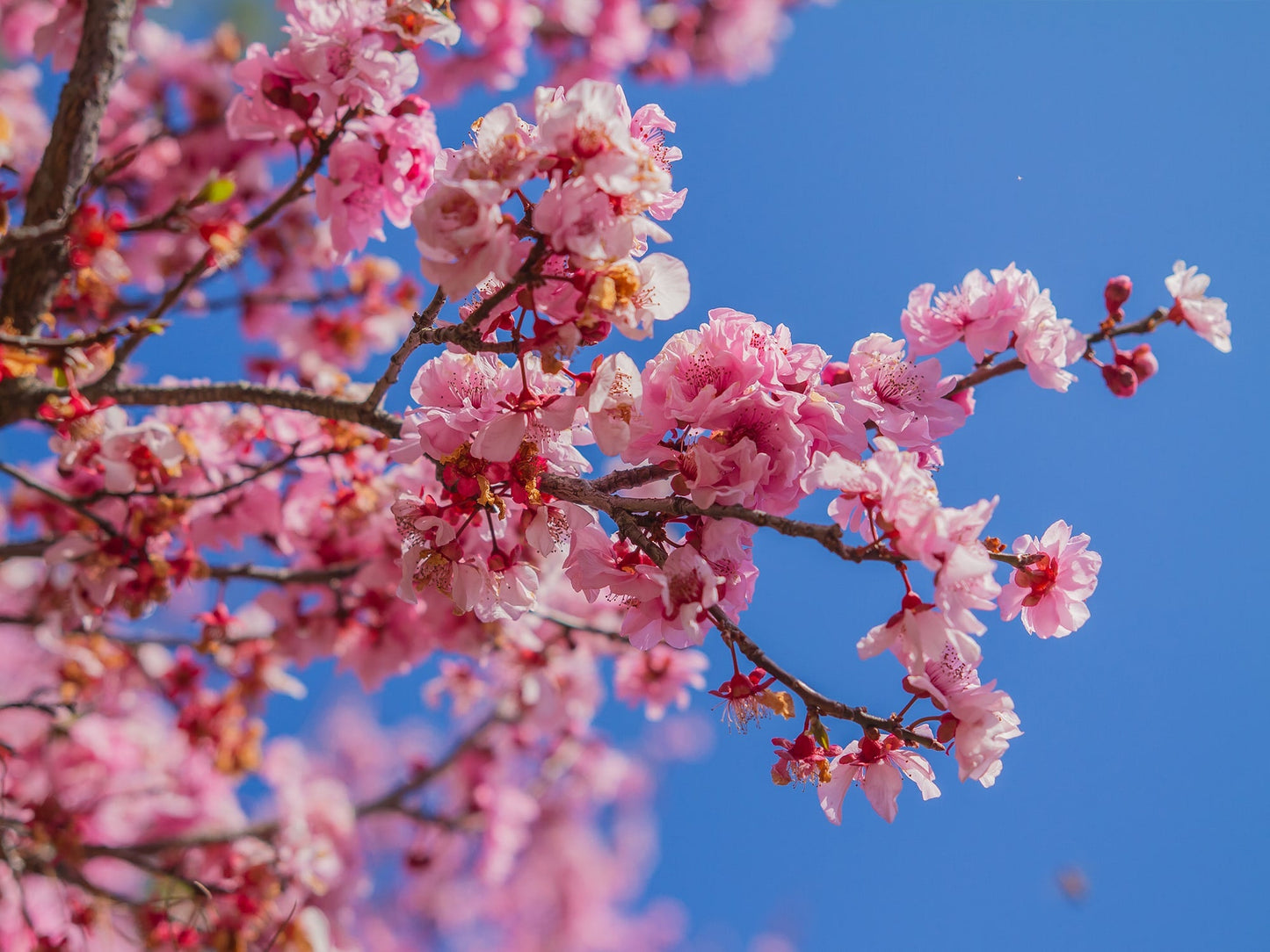 A close-up of Japanese Cherry Blossom flowers glowing in sunlight against a blue sky, evoking the fresh scent of Moon Water Apothecary's Japanese Cherry Blossom ROOM SPRAY.