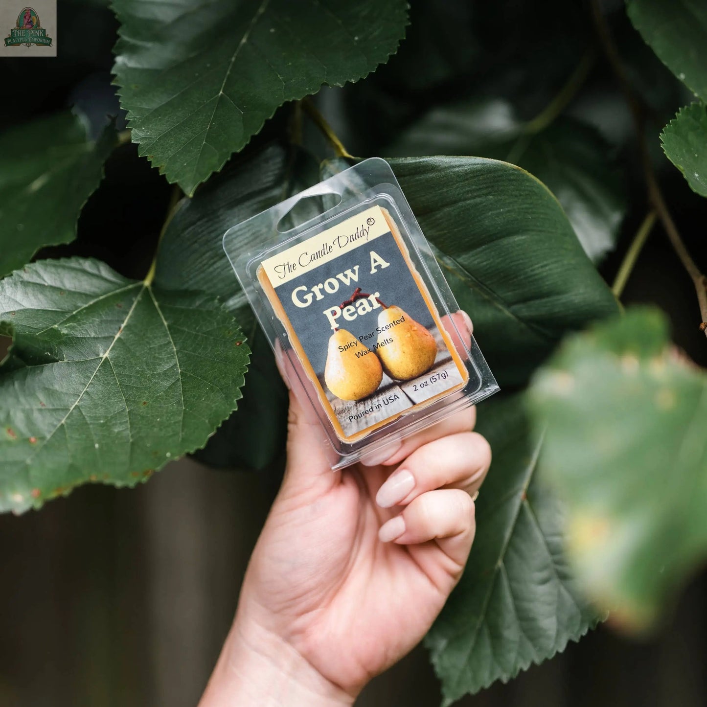 A hand holds a GROW A PEAR - SPICE PEAR SCENTED WAX MELT (1 pack, 2 oz) by The Candle Daily in front of large green leaves; the package features two pears and contains spicy pear wax melts for aromatherapy.