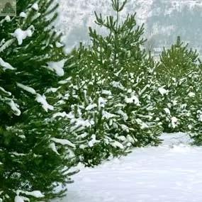 A row of snow-dusted pine trees stands in a wintry landscape, evoking the fresh, crisp scent of Northern Pine Atomizer Oils, with more pines and a snowy hill in the distance.