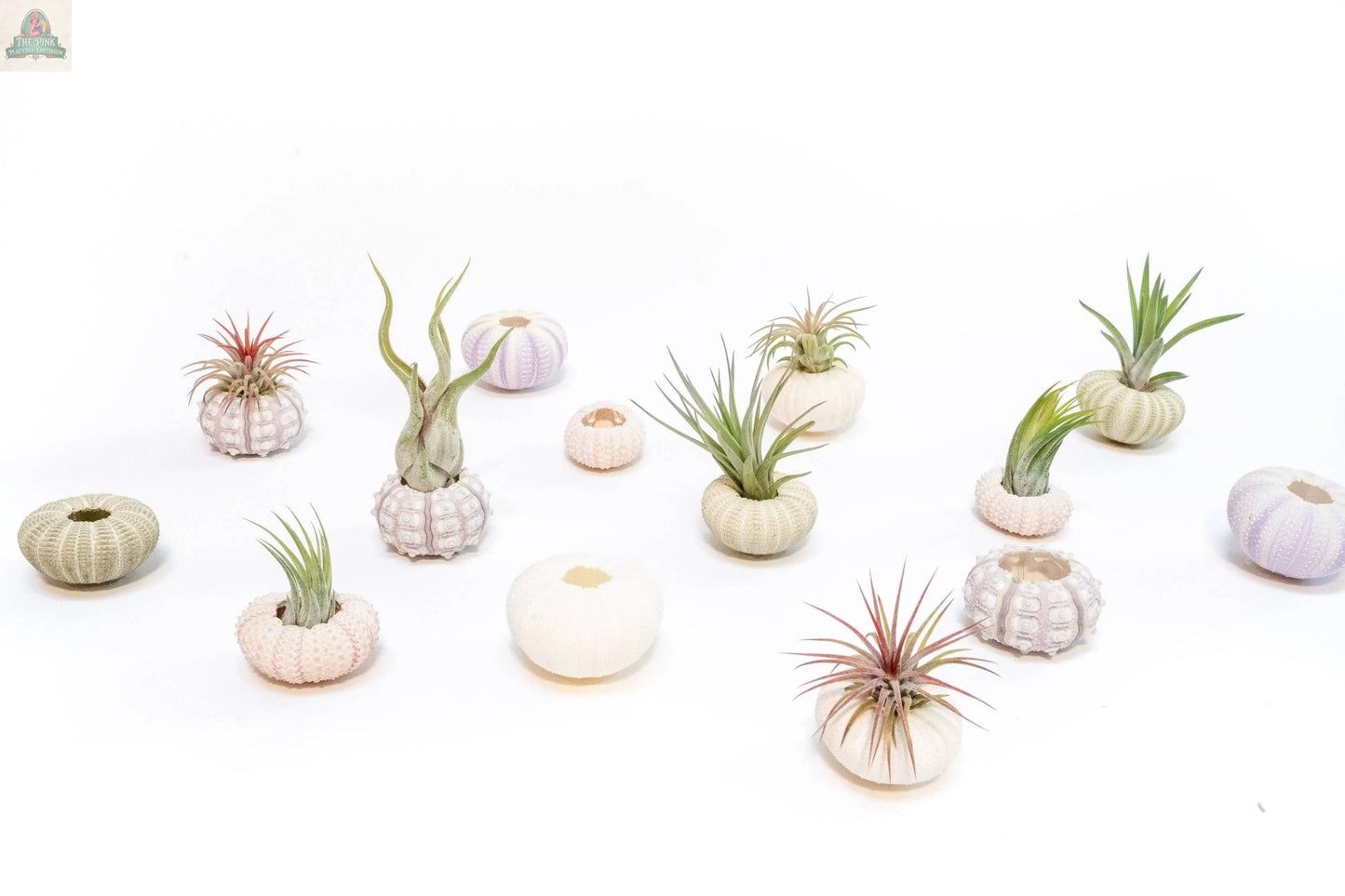 The Urchin Shell Variety with Ionantha Air Plant features pastel sea urchin shells and spiky shell holders, each holding an ionantha air plant, displayed on a white background.