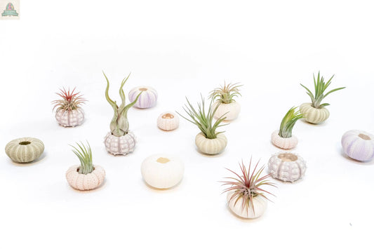 The Urchin Shell Variety with Ionantha Air Plant features pastel sea urchin shells and spiky shell holders, each holding an ionantha air plant, displayed on a white background.
