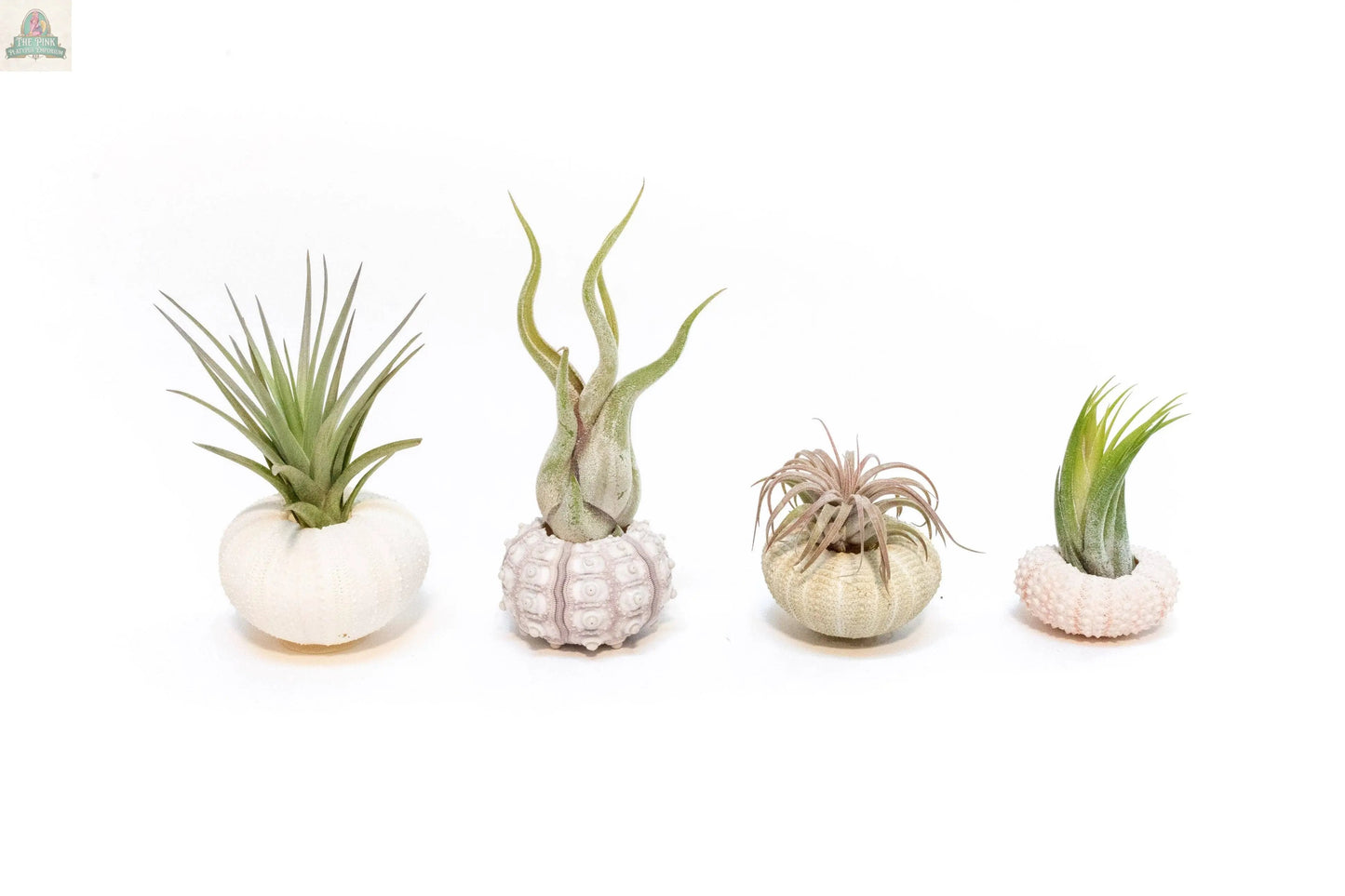 Four Ionantha air plants from the Urchin Shell Variety with Ionantha Air Plant set are arranged in a row, each nestled in a distinctive white or pale-hued sea urchin shell on a plain white background.