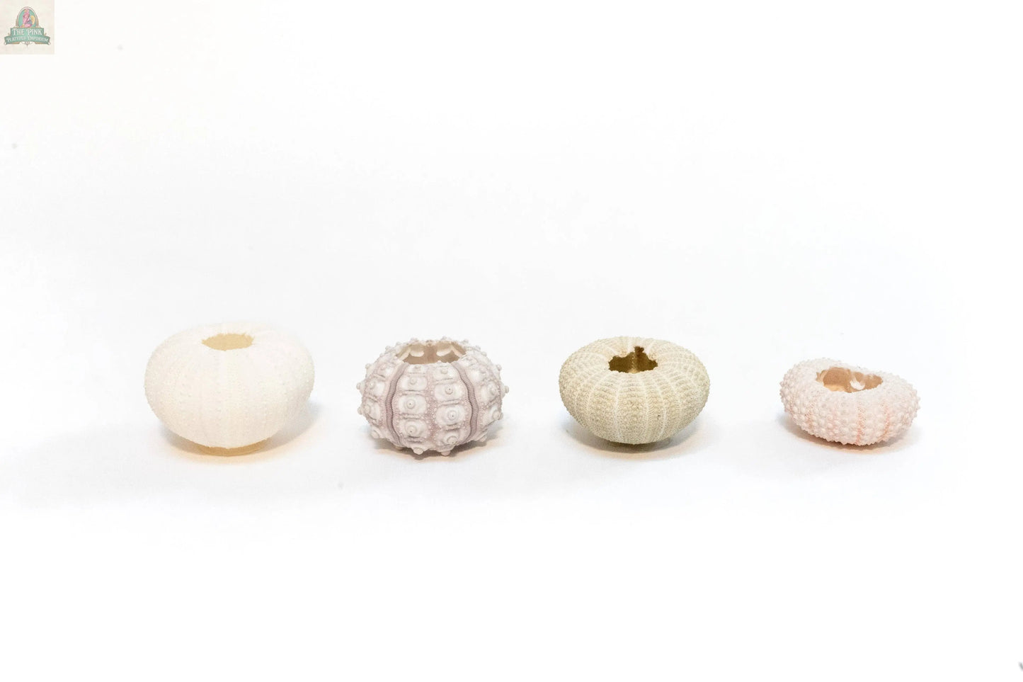 The Urchin Shell Variety with Ionantha Air Plant features four distinct pale urchin shells, each uniquely textured—ideal for showcasing ionantha air plants and adding a coastal touch to your decor.