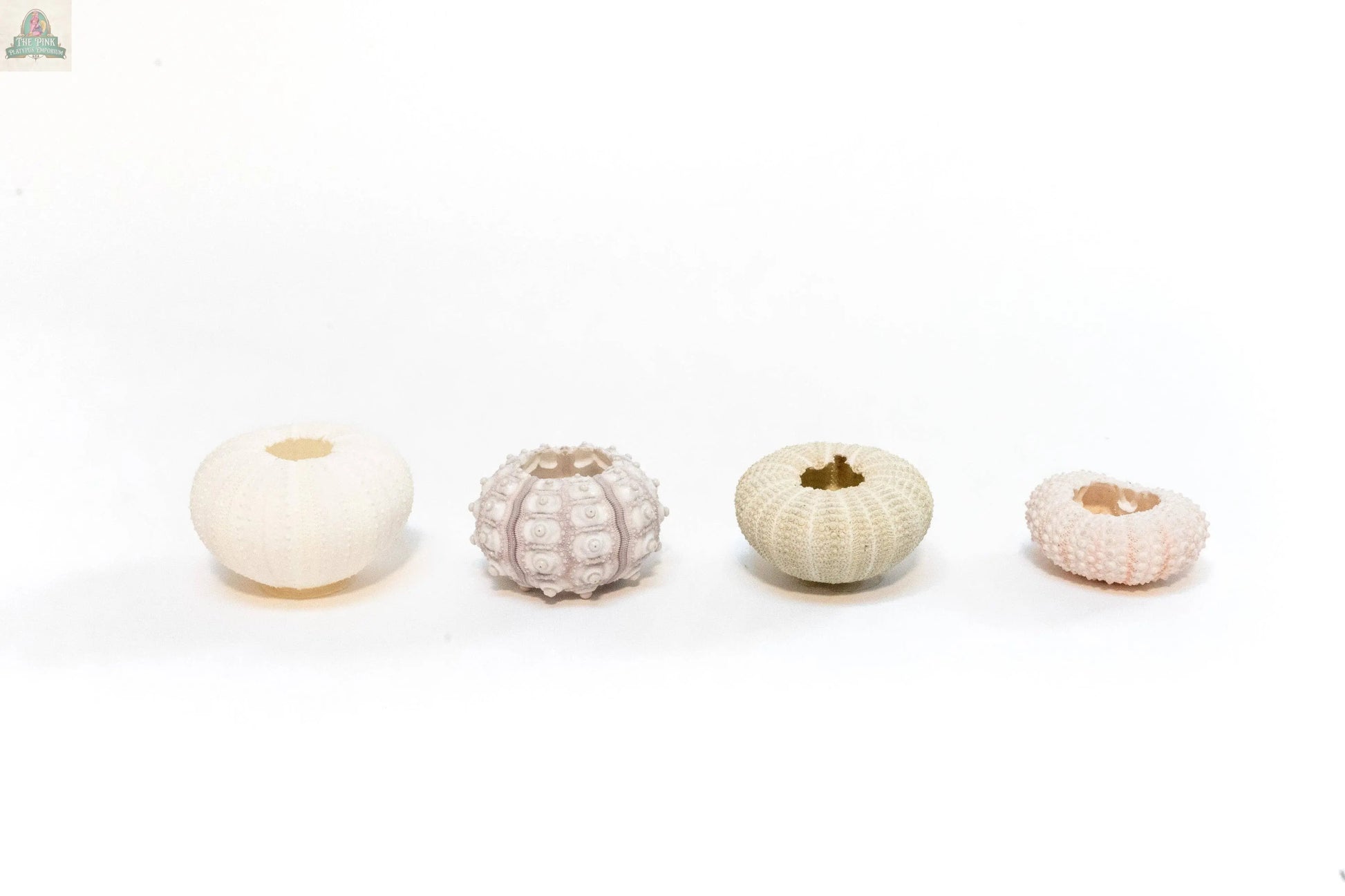 The Urchin Shell Variety with Ionantha Air Plant features four distinct pale urchin shells, each uniquely textured—ideal for showcasing ionantha air plants and adding a coastal touch to your decor.