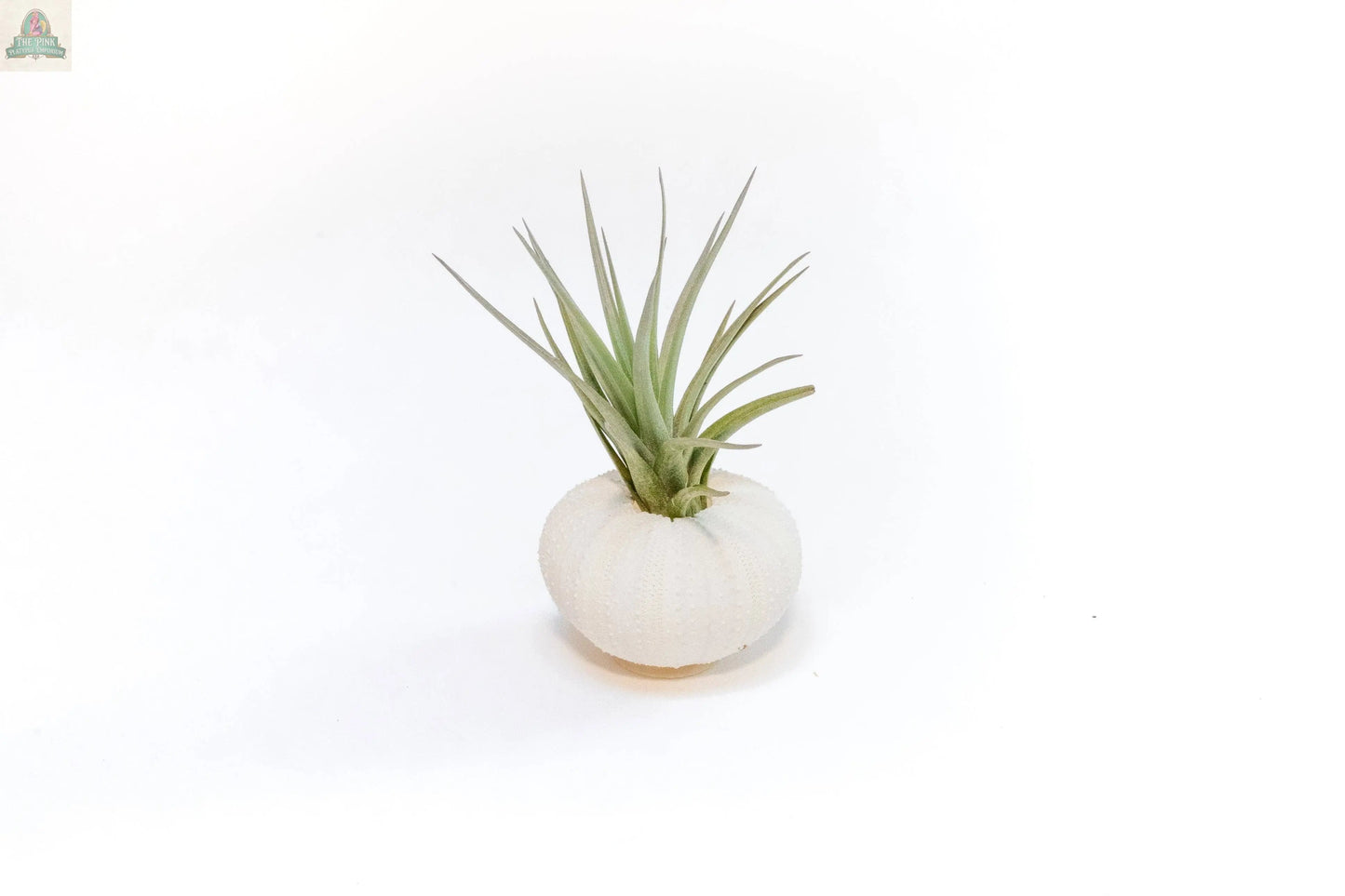 The Urchin Shell Variety with Ionantha Air Plant features a small green air plant displayed in a white sea urchin shell planter, set against a plain white background.