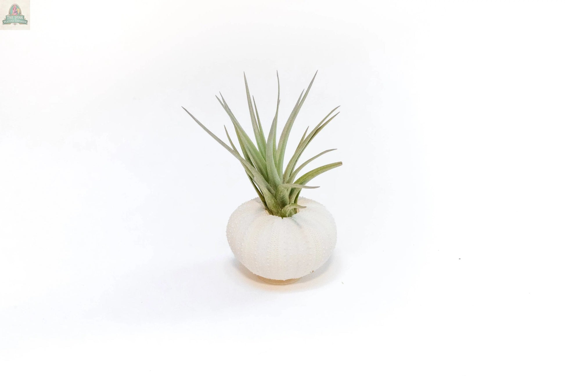 The Urchin Shell Variety with Ionantha Air Plant features a small green air plant displayed in a white sea urchin shell planter, set against a plain white background.