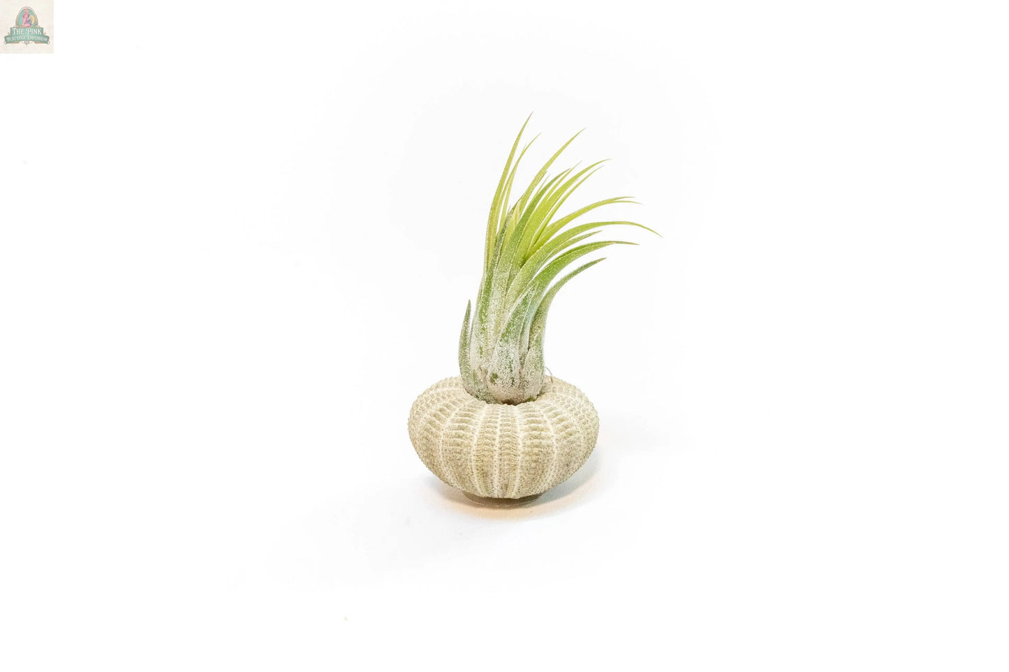 The Urchin Shell Variety with Ionantha Air Plant features a green-leaved ionantha air plant set in a round, textured sea urchin shell against a white background.