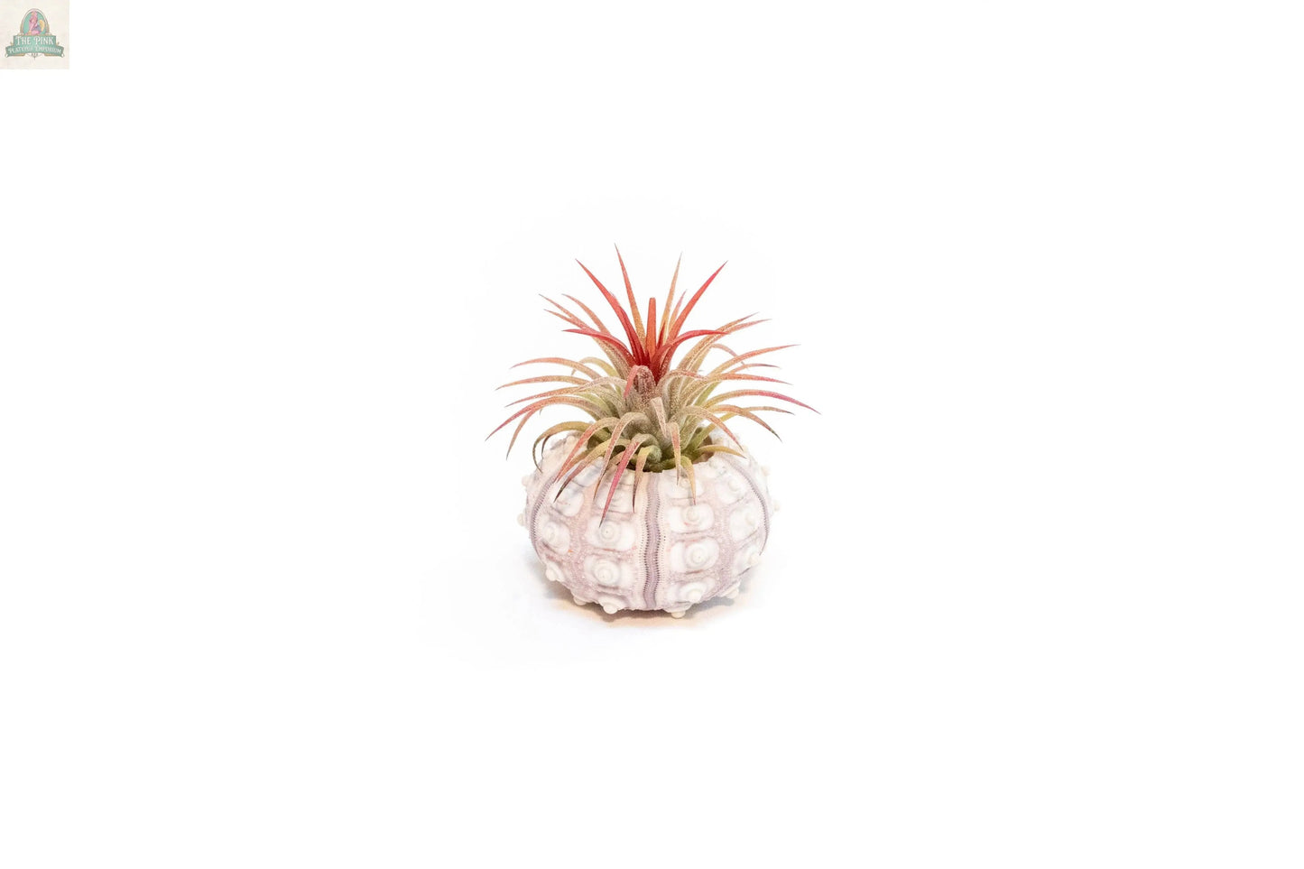 The Urchin Shell Variety with Ionantha Air Plant features a small air plant with red-tipped leaves nestled in a white sea urchin shell, displayed on a plain white background.