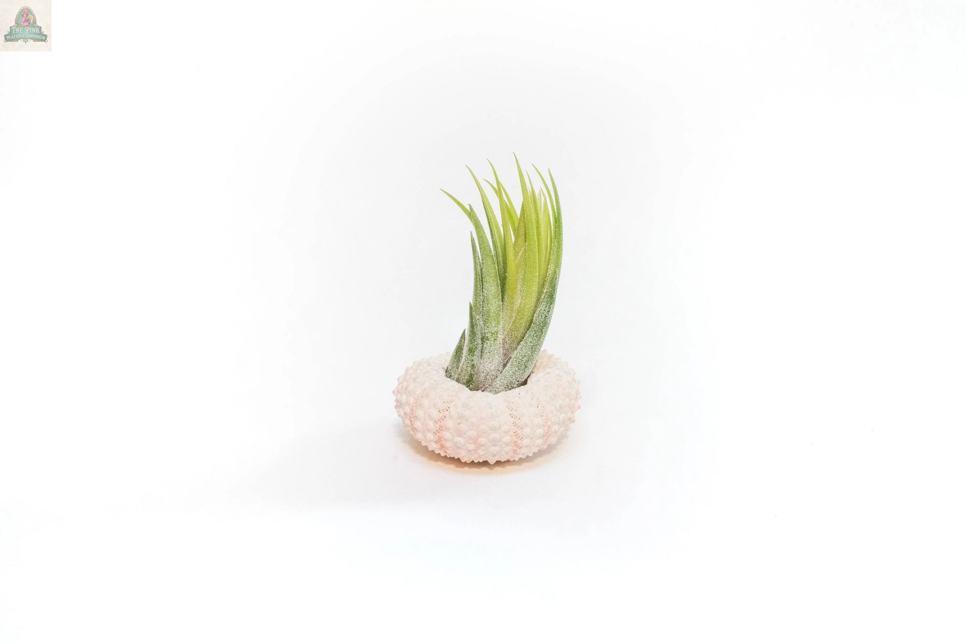 The Urchin Shell Variety with Ionantha Air Plant features a small green-leaved air plant placed in a round, textured white urchin shell, shown against a plain white background.