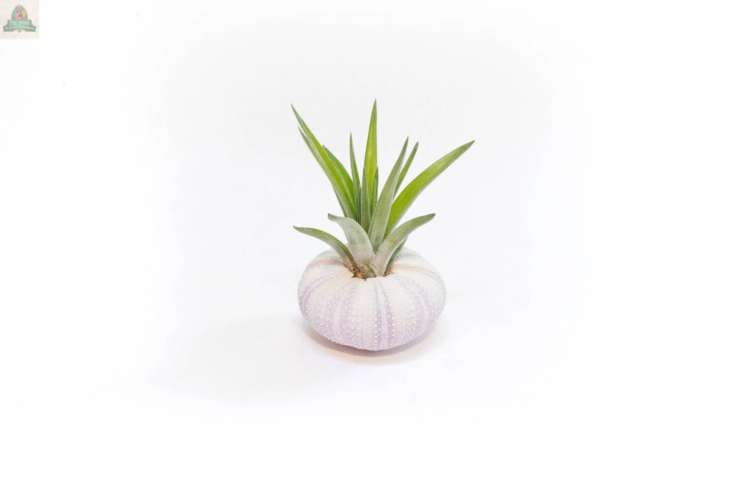 The Urchin Shell Variety with Ionantha Air Plant features a spiky green air plant nestled in a pale, round sea urchin shell, displayed against a clean white background.