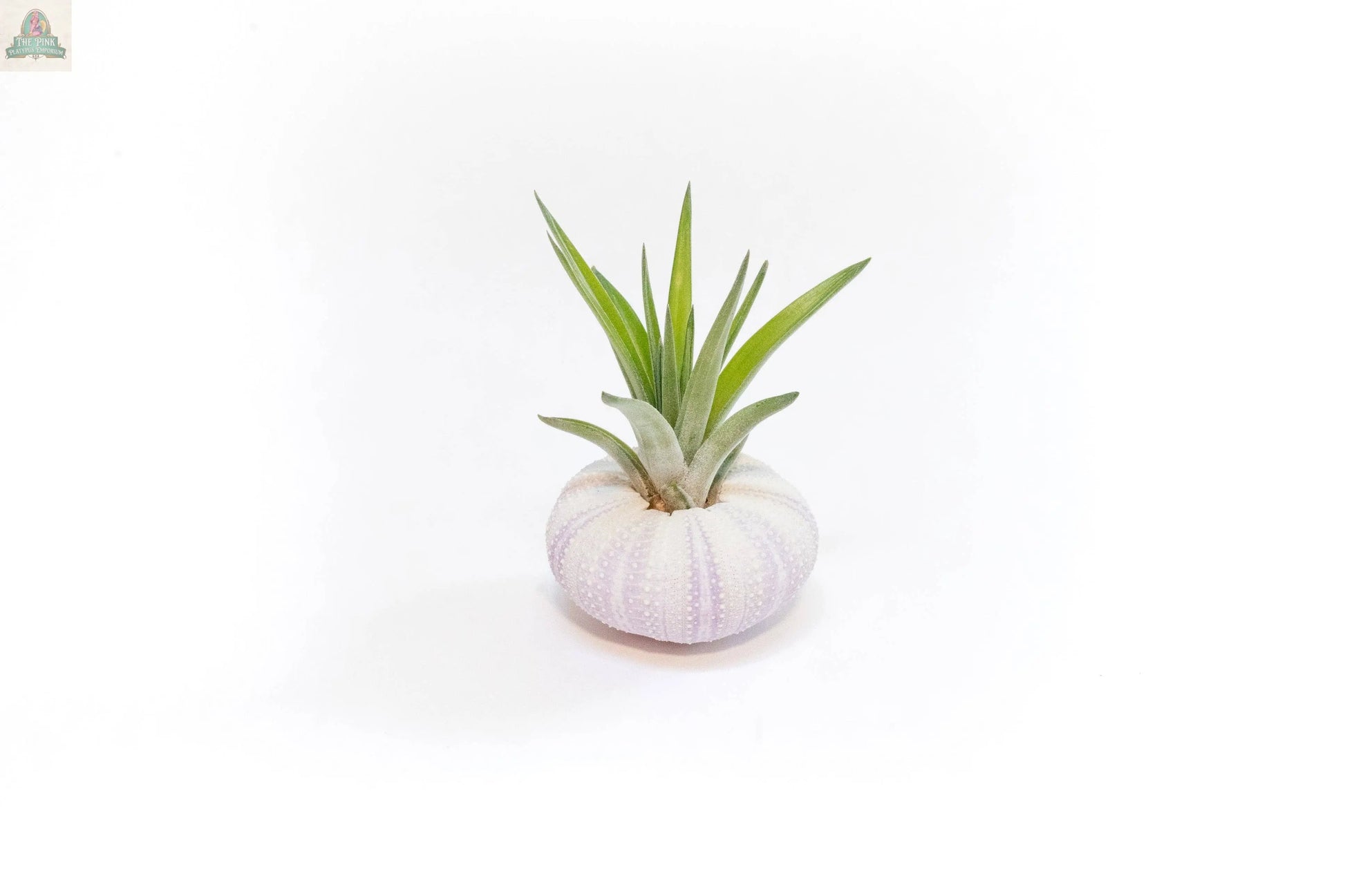 The Urchin Shell Variety with Ionantha Air Plant features a spiky green air plant nestled in a pale, round sea urchin shell, displayed against a clean white background.