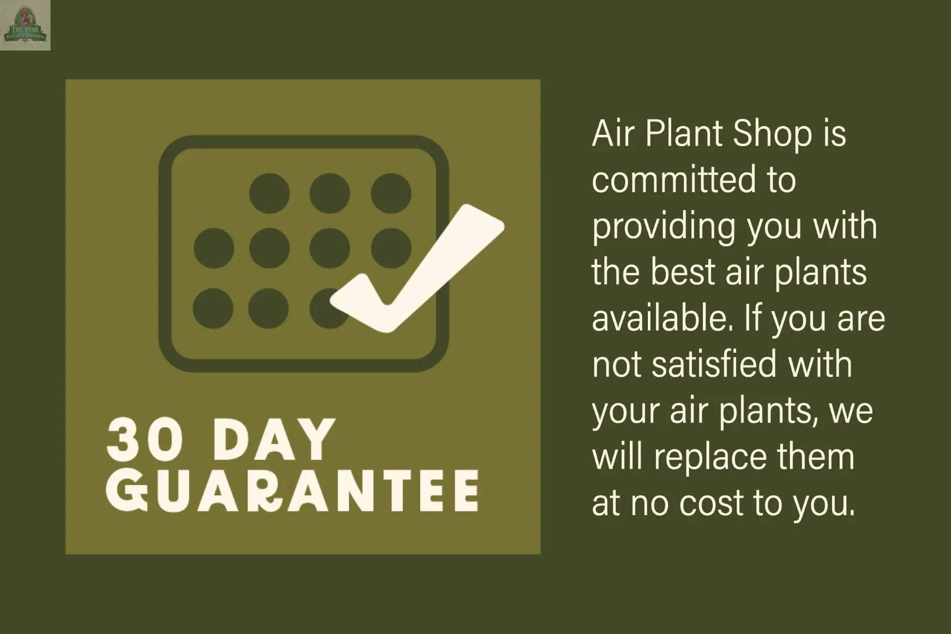 Square graphic with a check mark and dotted box reads “30 Day Guarantee.” Next to it, text highlights Air Plant Shop’s commitment to quality Urchin Shell Variety with Ionantha Air Plant and free replacement if not satisfied—all on an olive-green background.