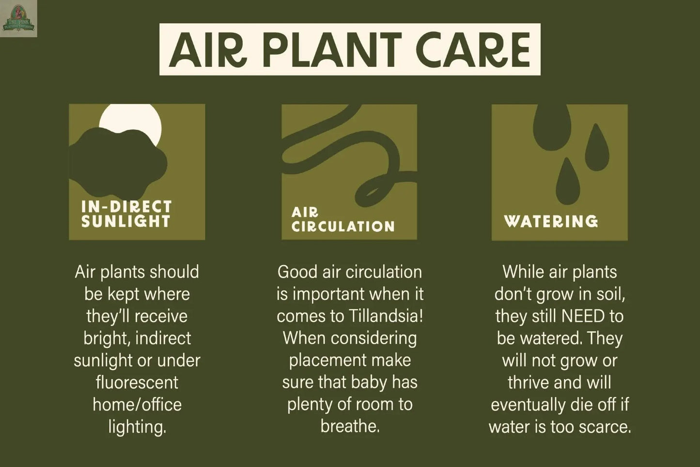 Infographic titled Air Plant Care features tips on indirect sunlight, air circulation, and watering for keeping Urchin Shell Variety with Ionantha Air Plant healthy—ideal for displaying your plant in unique sea urchin shells.
