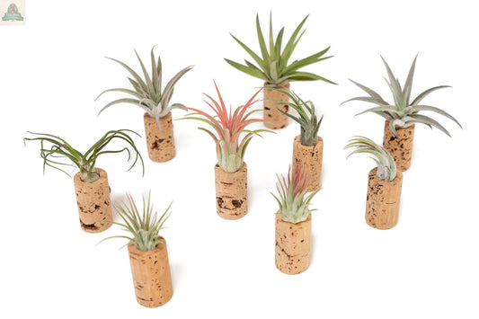 Wine Cork Magnets with Tillandsia Ionantha Air Plants—eight assorted small air plants in upright magnetic wine corks, arranged on a white background, make unique gifts or charming wedding favors.