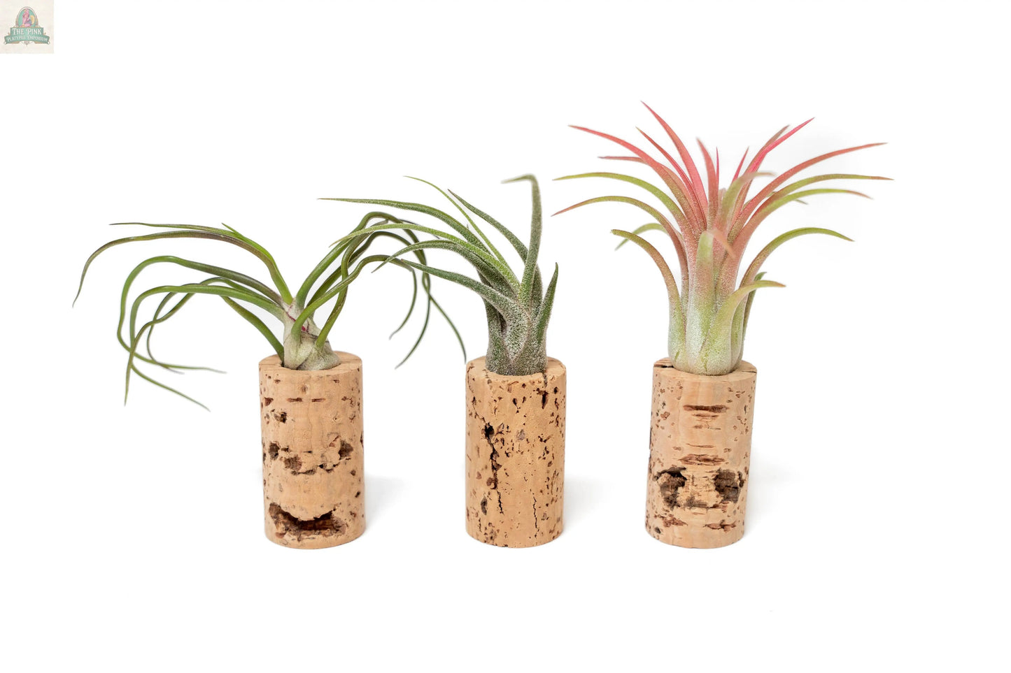 Wine Cork Magnets with Tillandsia Ionantha Air Plants feature three upright magnetic corks, each holding a small air plant with green and pink foliage—ideal as unique gifts or wedding favors, displayed against a plain white background.