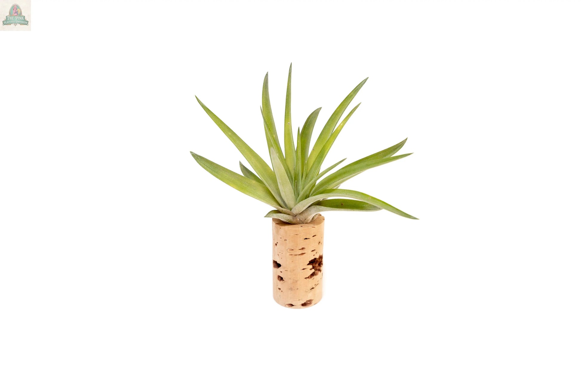 A small Tillandsia Ionantha air plant with spiky green leaves sits in a light brown wine cork magnet planter, perfect as unique wedding favors or air plant gifts, shown isolated on a white background.