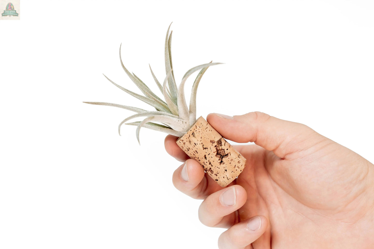 A hand holds a Wine Cork Magnet with a Tillandsia Ionantha Air Plant against a white background—ideal as unique air plant gifts or wedding favors.