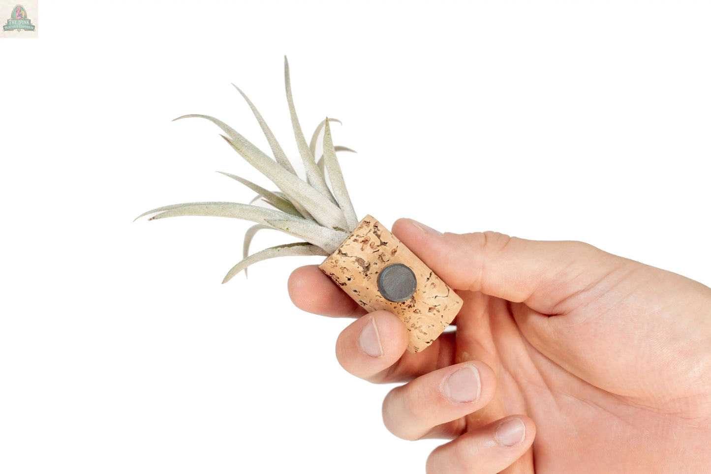 A hand holds a Wine Cork Magnet with a Tillandsia Ionantha Air Plant, featuring a round magnet, ideal for unique air plant gifts, against a white background.