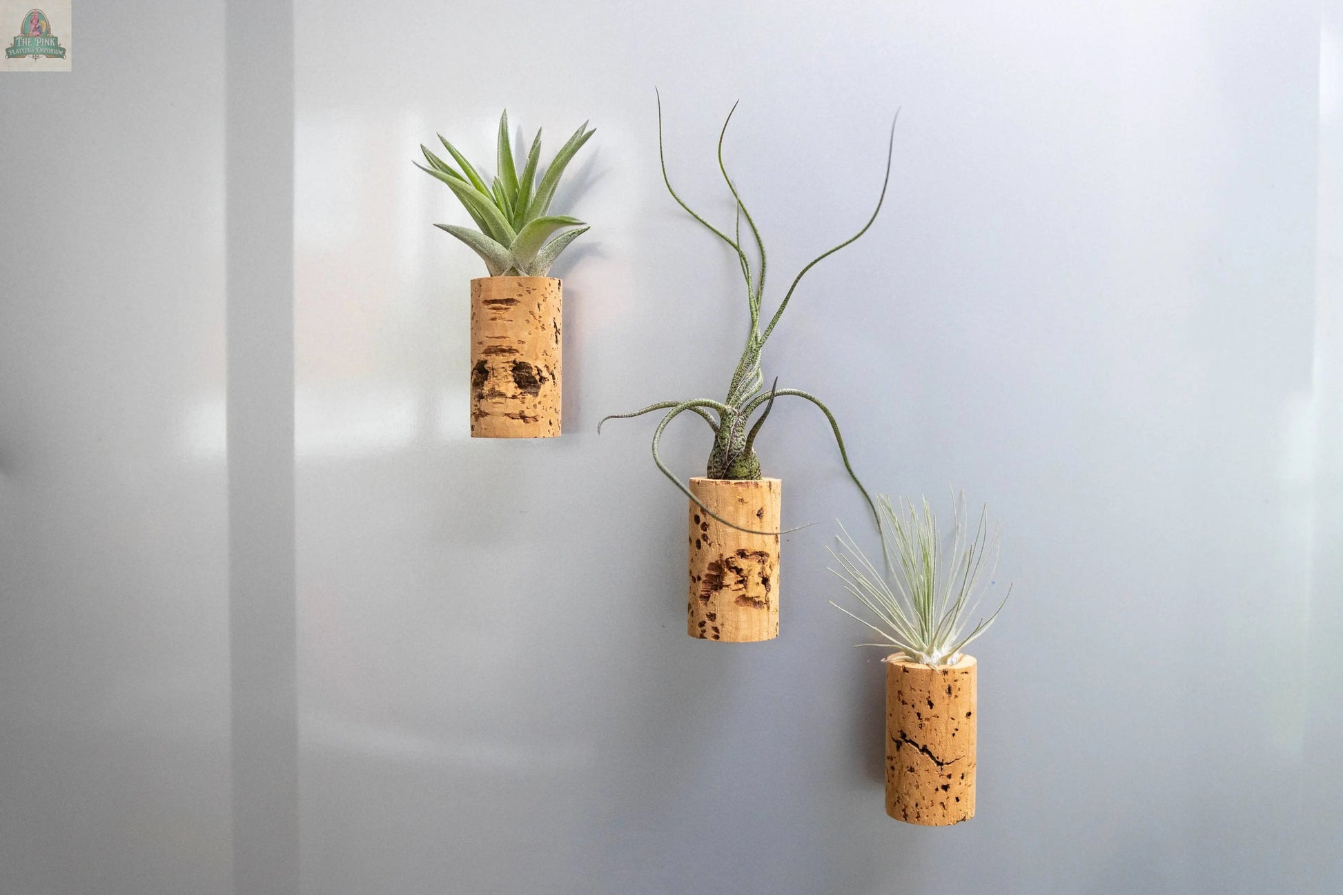 The Wine Cork Magnets with Tillandsia Ionantha Air Plants feature three small air plants in magnetic corks on a light gray wall. Their spiky green leaves add freshness—ideal as unique gifts or creative wedding favors.
