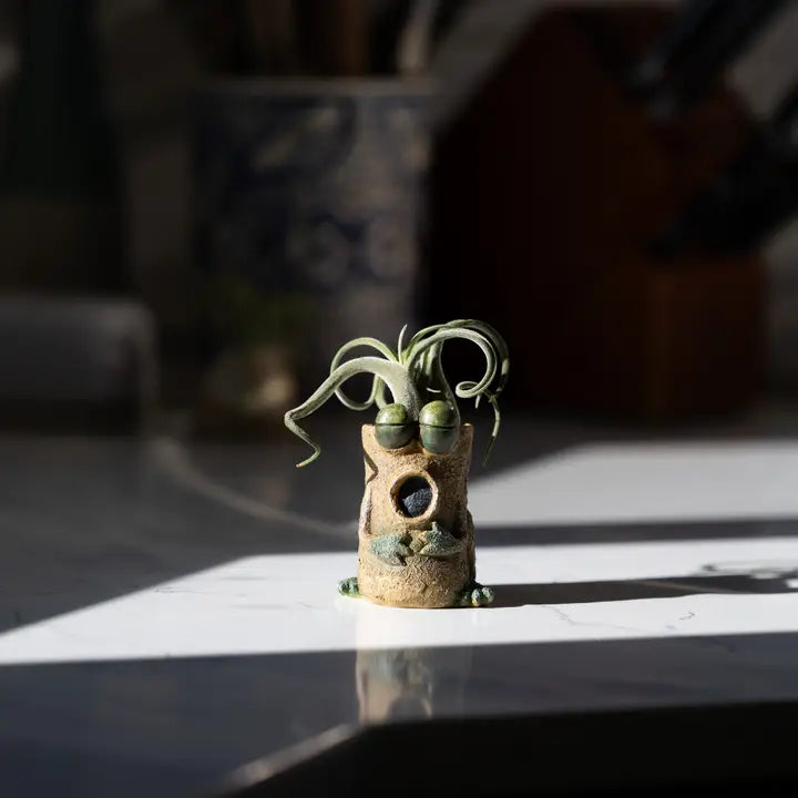 Small decorative frog-shaped plant holder with air plants on a reflective surface