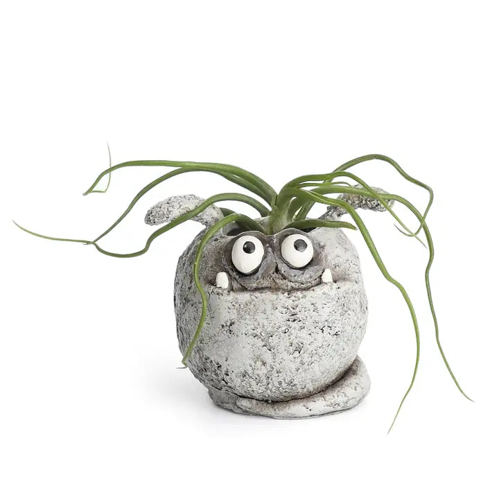 Cement planter with spud face and air plant on a white background