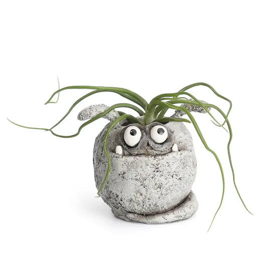 Cement planter with spud face and air plant on a white background